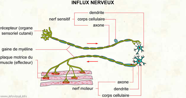 Influx nerveux (Dictionnaire Visuel)